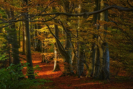arce, naturaleza, paisaje, bosque, otoño, camino, hojas, luz solar, árboles, Fondo de pantalla HD HD wallpaper