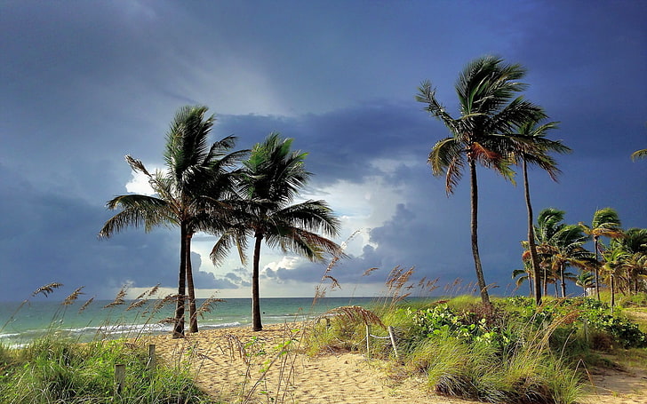 palmiers, tropical, ciel, Fond d'écran HD