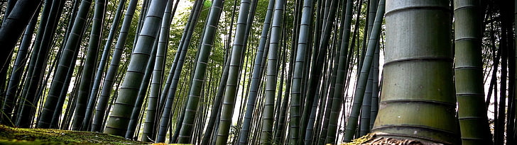 bamboo, dual screen, landscape, nature, HD wallpaper