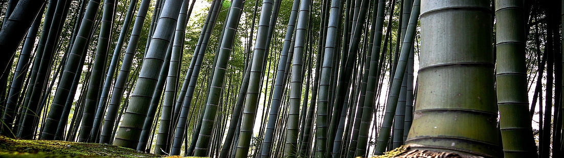 бамбук, двойной экран, пейзаж, природа, HD обои HD wallpaper