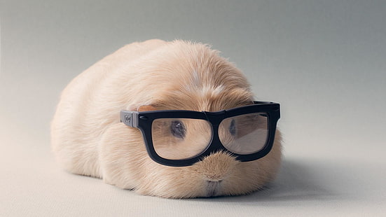 guinea pig, glasses, cute, funny, domestic animal, HD wallpaper HD wallpaper