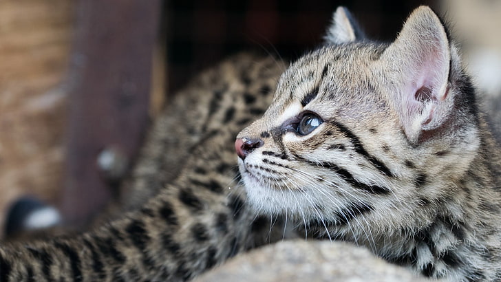 коричневый и серый леопардовый котенок, кот, животные, HD обои