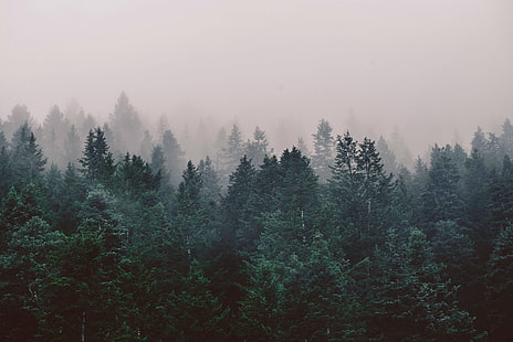 зелени листни дървета, гора, природа, пейзаж, дървета, мъгла, фотография, HD тапет HD wallpaper