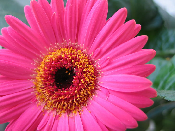 tembakan makro bunga merah muda, Bunga, merah muda, tembakan makro, alam, gerbera Daisy, daun bunga, daisy, tanaman, close-up, Warna pink, musim panas, kepala bunga, Wallpaper HD