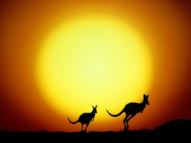 The Kangaroo Hop Australia, Australia, Kangaroo, HD wallpaper