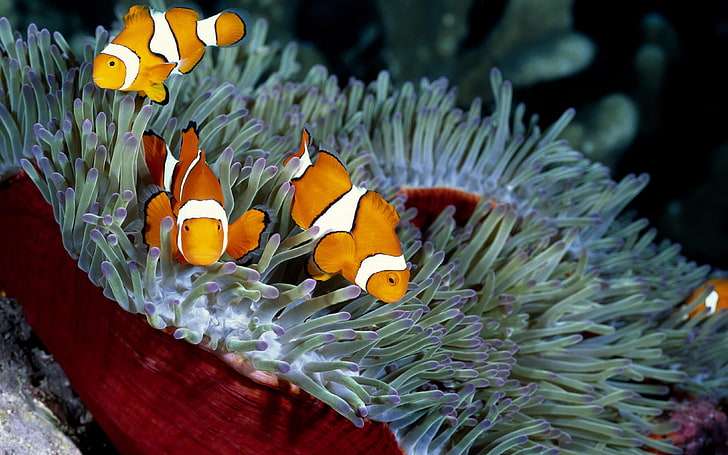 Clownfish Sea Corals Wallpaper Hd, HD wallpaper