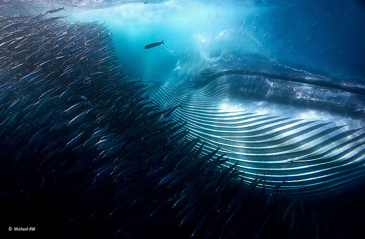 кит с гърбав кит все още, природа, вода, под вода, море, животни, победител, фотография, състезания, кит, плитчина от риба, рояк, риба, Майкъл Ау, Южна Африка, мехурчета, слънчева светлина, дълбоко море, синьо, синьо, HD тапет