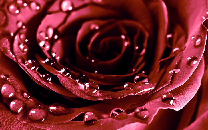 day, drops, flowers, roses, valentine 039 s, HD wallpaper