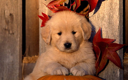 jenis anjing Golden Retriever, Wallpaper HD HD wallpaper