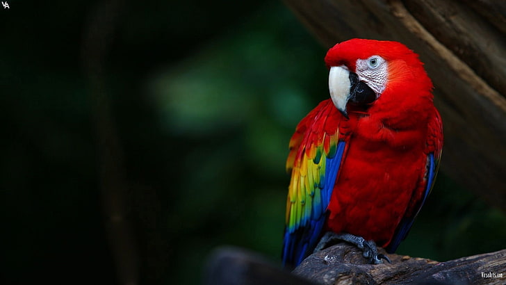 papegoja, fåglar, Scarlet macaw, macaws, HD tapet