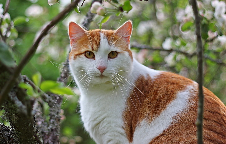biało-pomarańczowy kot, kot, drzewo, siedzieć, chować, widzieć, Tapety HD
