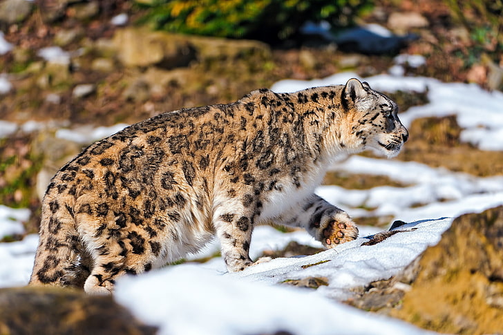 взрослый леопард, снежный барс, прогулка, снег, скалы, хищник, HD обои