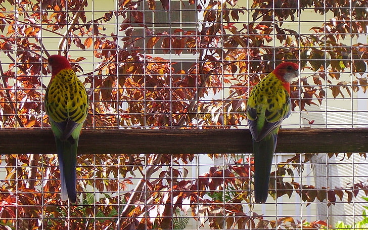 pássaros, HD papel de parede