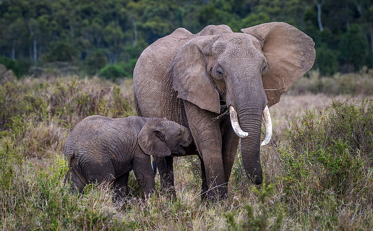 Baby and Mother Elephant, Africa, Travel, Africa, View, Protect, Nature, Scenery, Baby, Wild, Trip, Photography, Elephant, Species, Kenya, Park, Nakuru, Animals, Holiday, conservation, Natural, Adventure, Safari, wildlife, Expedition, habitat, Tour, Destination, visit, touristattraction, masaimara, tourism, Preserve, riftvalley, HD wallpaper