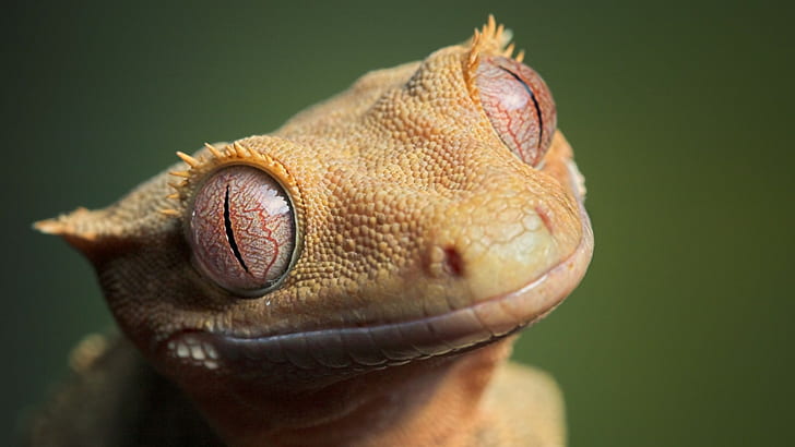 animaux, gecko, yeux, reptiles, Fond d'écran HD