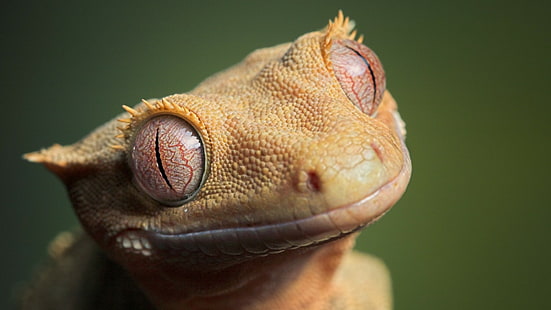 animales, gecko, ojos, reptiles, Fondo de pantalla HD HD wallpaper