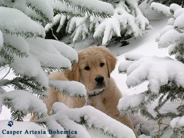 雪動物モミゴールデンペット子犬レトリーバーツリー冬HD、動物、動物、雪、冬、木、犬、子犬、ゴールデン、ペット、レトリーバー、モミの犬、 HDデスクトップの壁紙