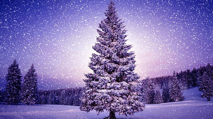 pohon natal, bersalju, lapangan, pohon pinus, salju turun, perayaan, Wallpaper HD