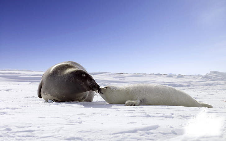 Seals Kiss Snow HD, animals, snow, kiss, seals, HD wallpaper