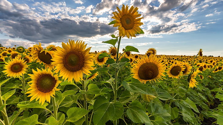 sunflower, flower, sky, field, 5k uhd, agriculture, crop, HD wallpaper