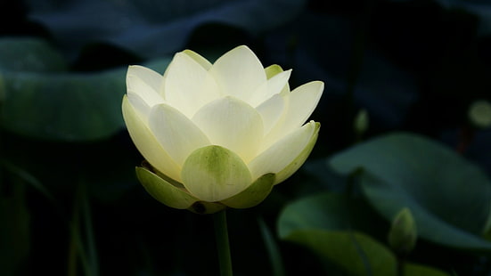 цветок белого лотоса, природа, цветы, крупным планом, лепестки, цветы лотоса, белые цветы, листья, символические, буддизм, макро, HD обои HD wallpaper