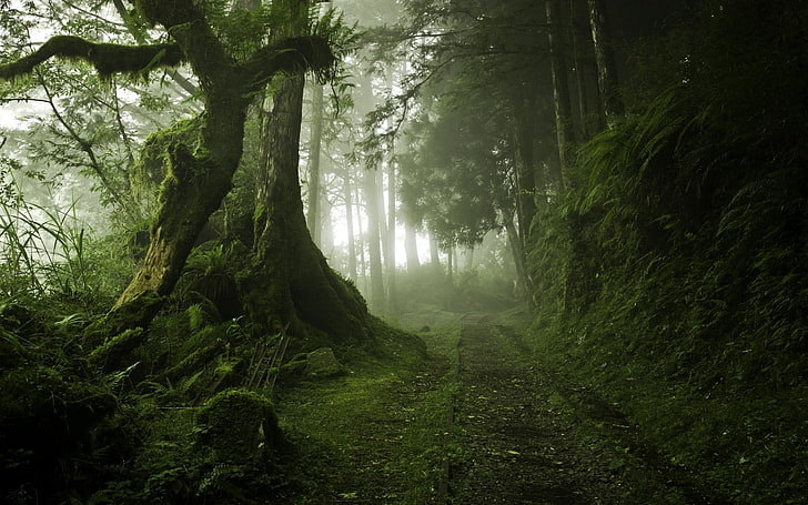 arbres couverts de mousse, paysage, nature, brouillard, chemin d'accès, mousse, arbres, forêt, matin, vert, Fond d'écran HD