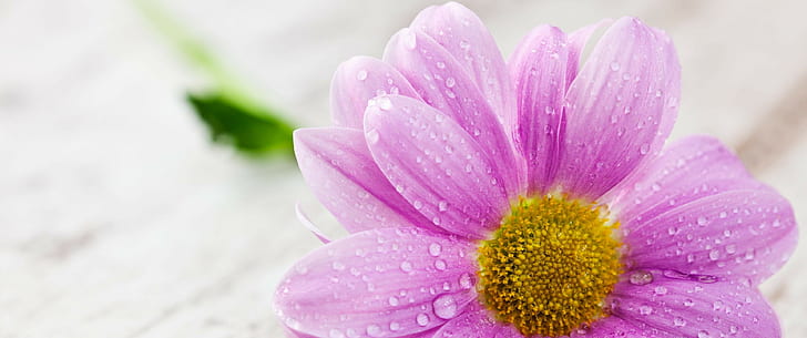 kwiaty, makro, krople wody, fioletowe kwiaty, purpurowy kwiat, Tapety HD