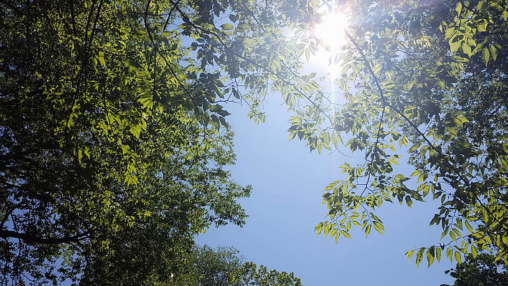 blue, green, leaf, leaves, perspective, ray of sunshine, sky, spring, summer, sun, sunshine, tree, trees, HD wallpaper