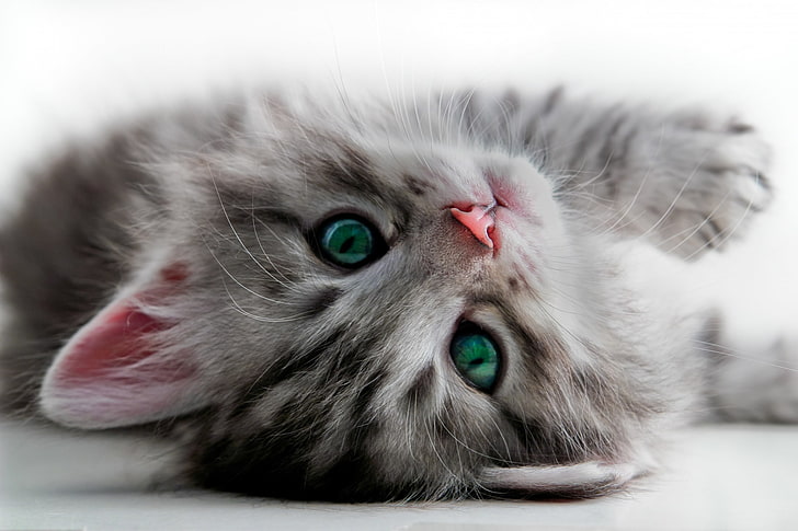 kitten images for backgrounds desktop, HD wallpaper
