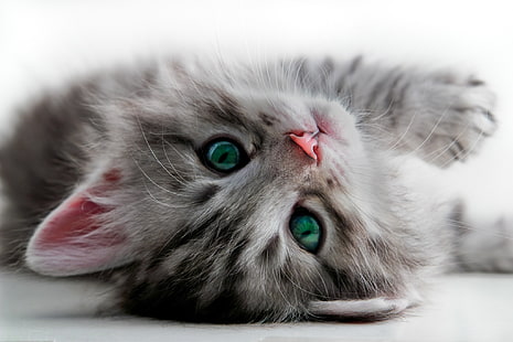 kitten images for backgrounds desktop, HD wallpaper HD wallpaper