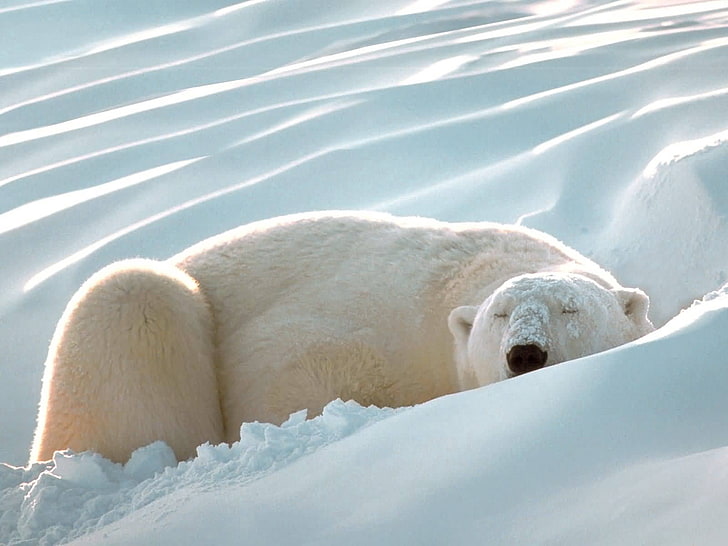 white polar bear, polar bear, snow, sleep, thick, HD wallpaper