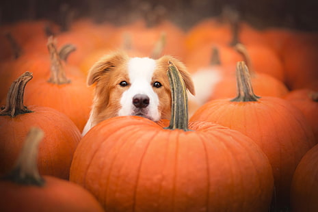 puppy, pumpkins, border collie, dogs, Animal, HD wallpaper HD wallpaper