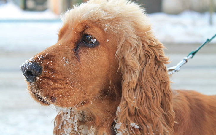 short-coated brown do, dog, muzzle, leash, snow, HD wallpaper