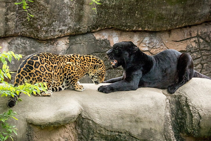 Jaguary w zoo, zęby, pantera, jaguary, dzikie koty, czarny jaguar, para, drapieżniki, zoo, łaska, Tapety HD