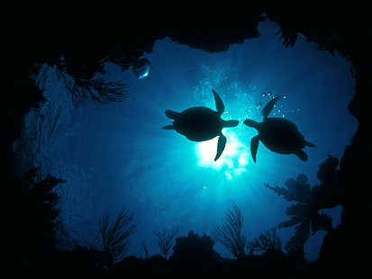turtle, sea life, animals, underwater, HD wallpaper HD wallpaper
