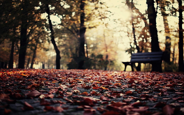 brown wooden bench, brown bench surrounding with trees at daytime, nature, depth of field, leaves, fall, bench, bokeh, HD wallpaper