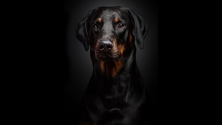 vuxen Rottweiler, bakgrund, svart, porträtt, Doberman, HD tapet
