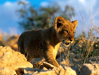 Animais, Animais Bebês, Leão, filhote de leão marrom, animais, animais bebê, leão, HD papel de parede HD wallpaper