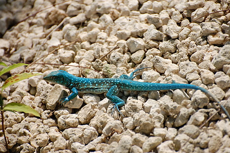 Kieselsteine, Tiere, Reptilien, Blaugrün, Eidechsen, HD-Hintergrundbild HD wallpaper