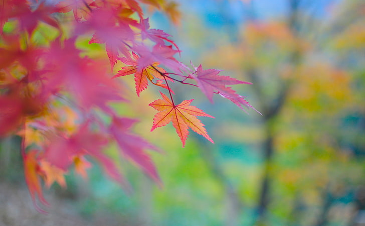 Autumn Colors In Japan, red maple tree, Seasons, Autumn, Colors, Japan, Maple, HD wallpaper