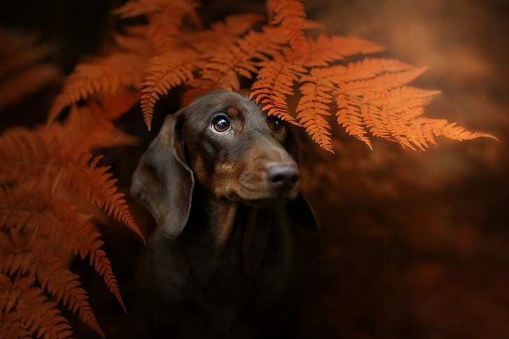 musim gugur, lihat, wajah, daun, latar belakang, potret, anjing, Dachshund, pakis, Wallpaper HD