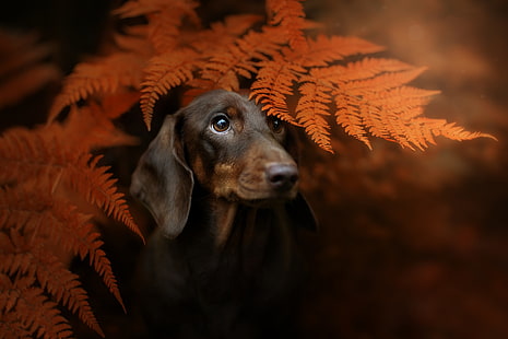 осень, взгляд, лицо, листья, фон, портрет, собака, такса, папоротник, HD обои HD wallpaper