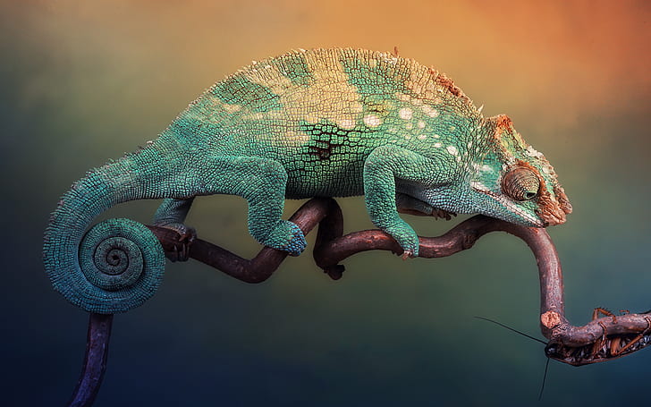hewan, bunglon, reptil, Wallpaper HD