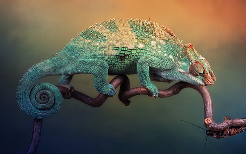 hewan, bunglon, reptil, Wallpaper HD HD wallpaper
