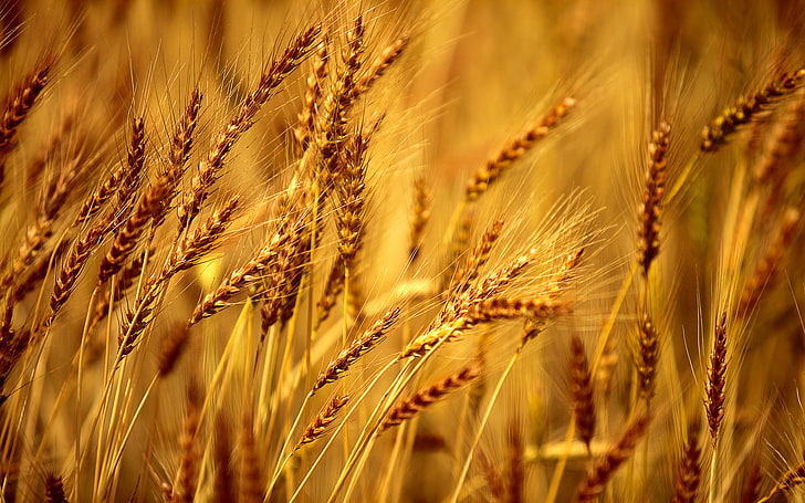 Wheat Field Background, wheat field, Nature, Summer, field, wheat, background, HD wallpaper