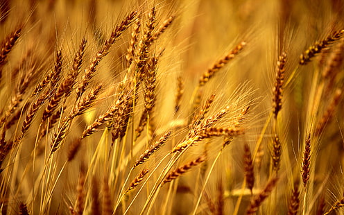 Fond de champ de blé, champ de blé, nature, été, champ, blé, fond, Fond d'écran HD HD wallpaper