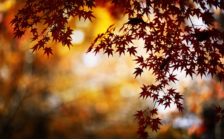 Red Foliage, Bokeh, red maple leaves, Seasons, Autumn, foliage, red japanese maple, bokeh, HD wallpaper
