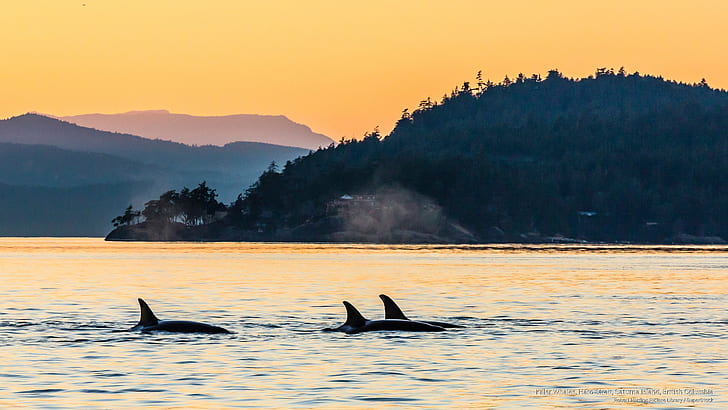 الحيتان القاتلة ، مضيق هارو ، جزيرة ساتورنا ، كولومبيا البريطانية ، حياة المحيط، خلفية HD