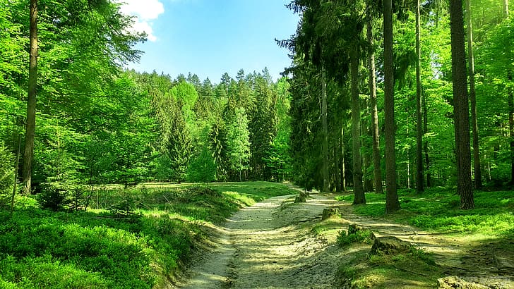 JoeyJazz, Fotografie, Wald, Natur, HD-Hintergrundbild