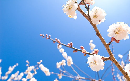 weiße Kirschblüte, Natur, weiße Blumen, Frühling, HD-Hintergrundbild HD wallpaper